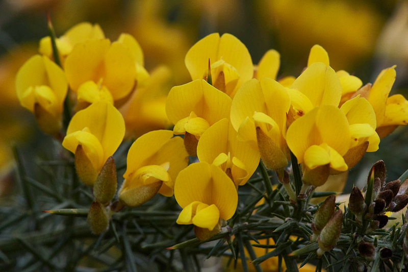 Gorse0402171