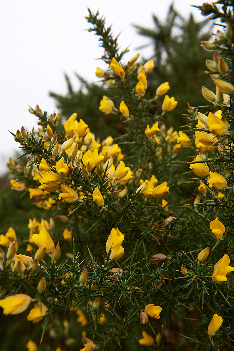 Gorse0402172