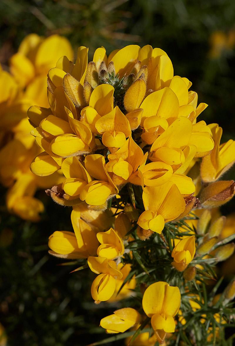 Gorse0404171