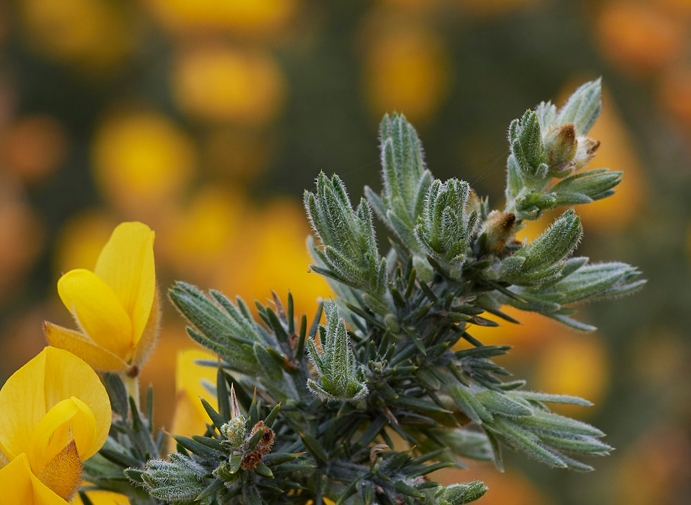 Gorse1404172