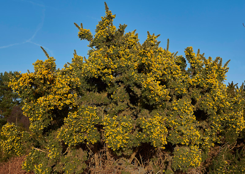 Gorse1502171