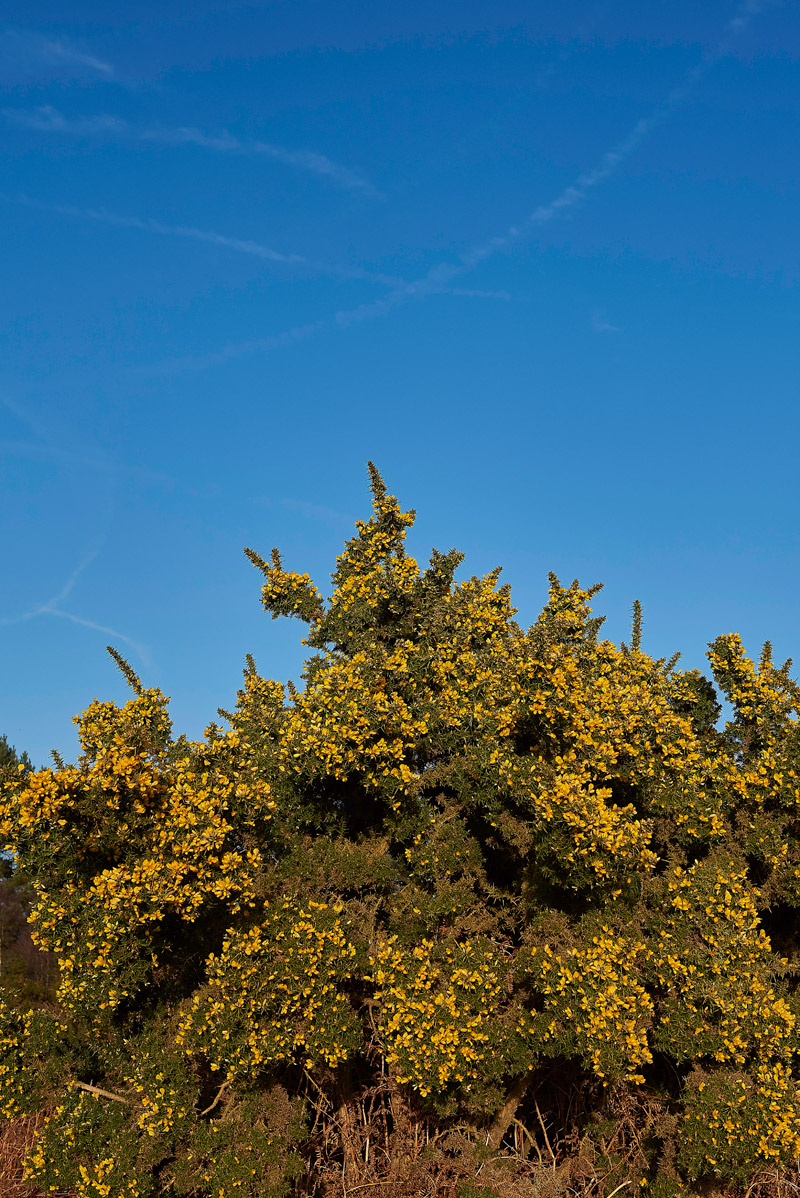 Gorse1502172