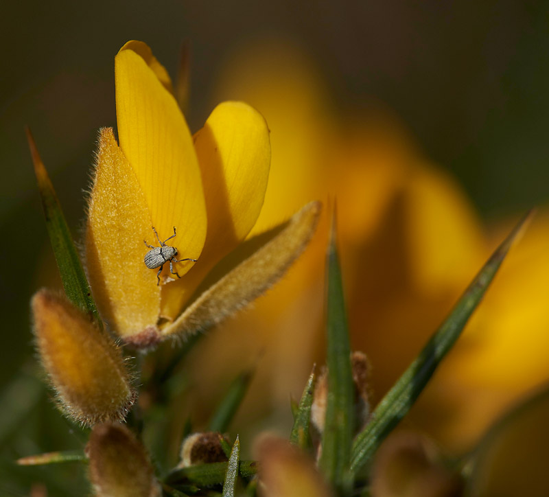 Gorse2002161