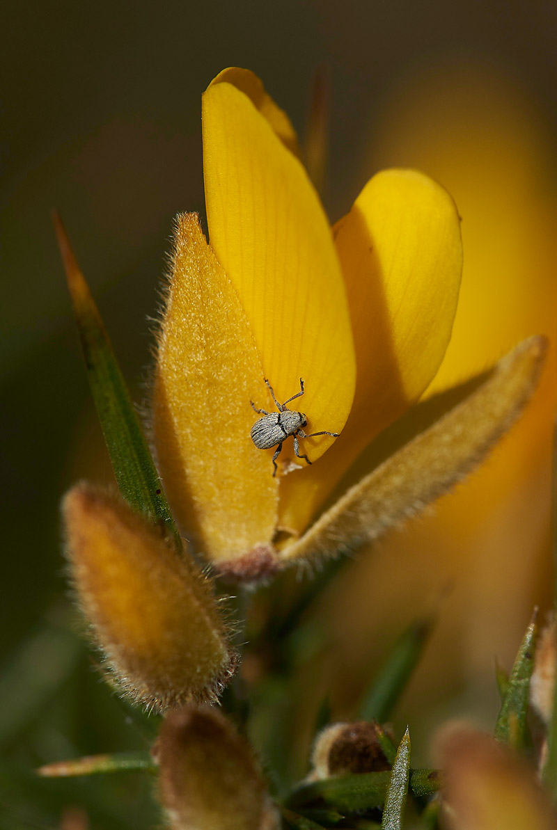 Gorse2002161a