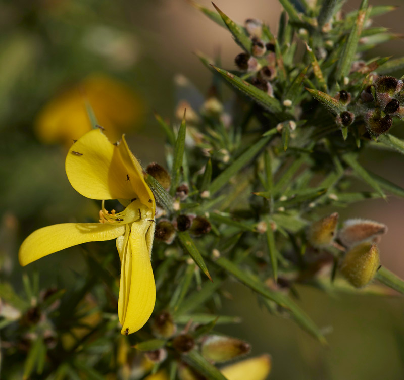 Gorse2002162