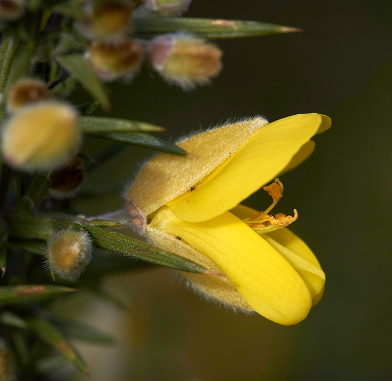 Gorse2002164