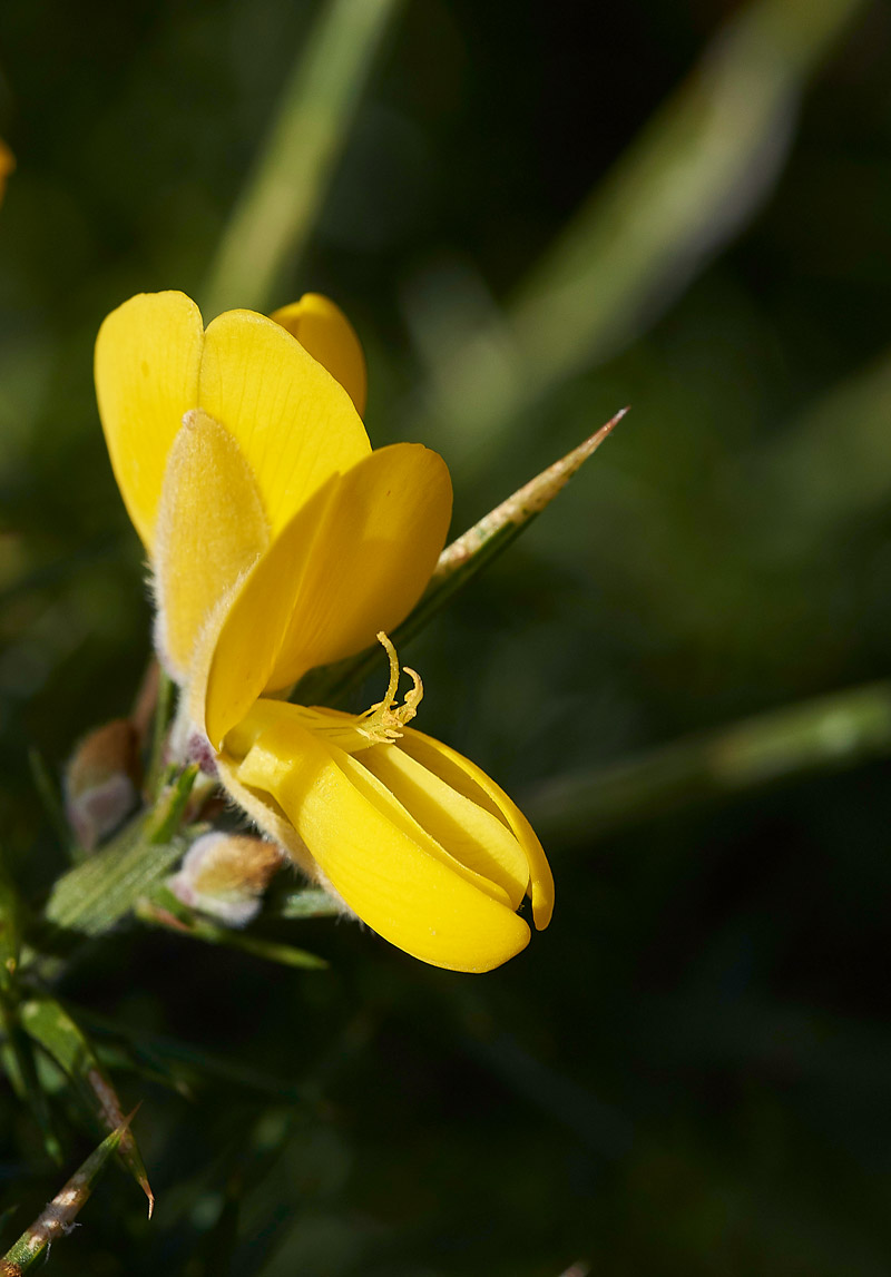 Gorse2002166