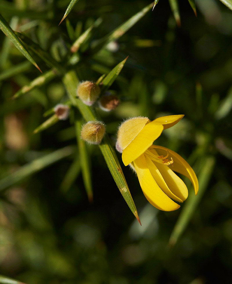 Gorse2002167