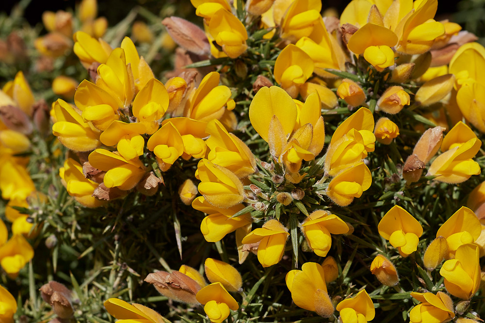 Gorse2503171