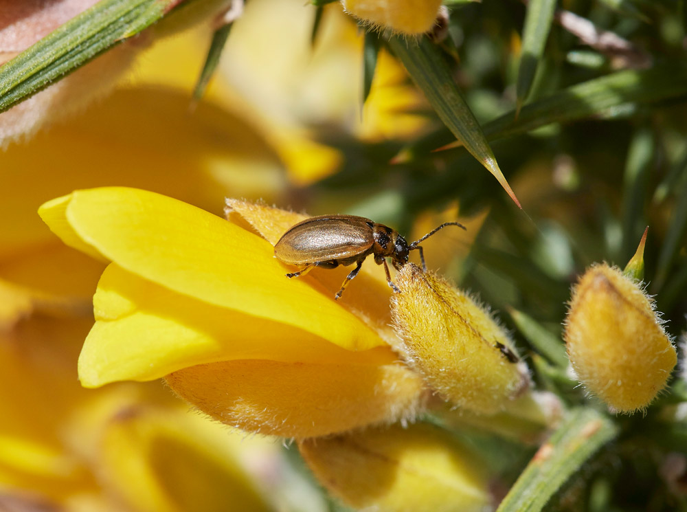 Gorse2503172