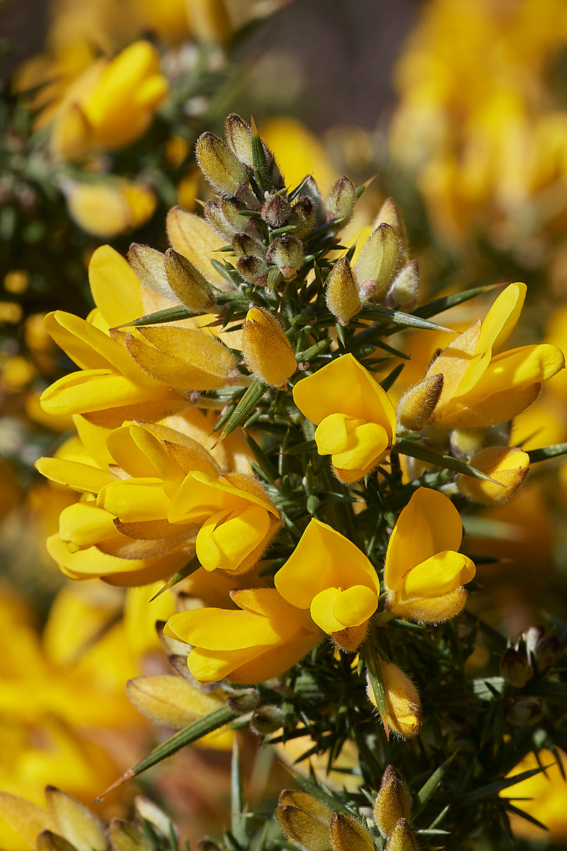 Gorse2503173