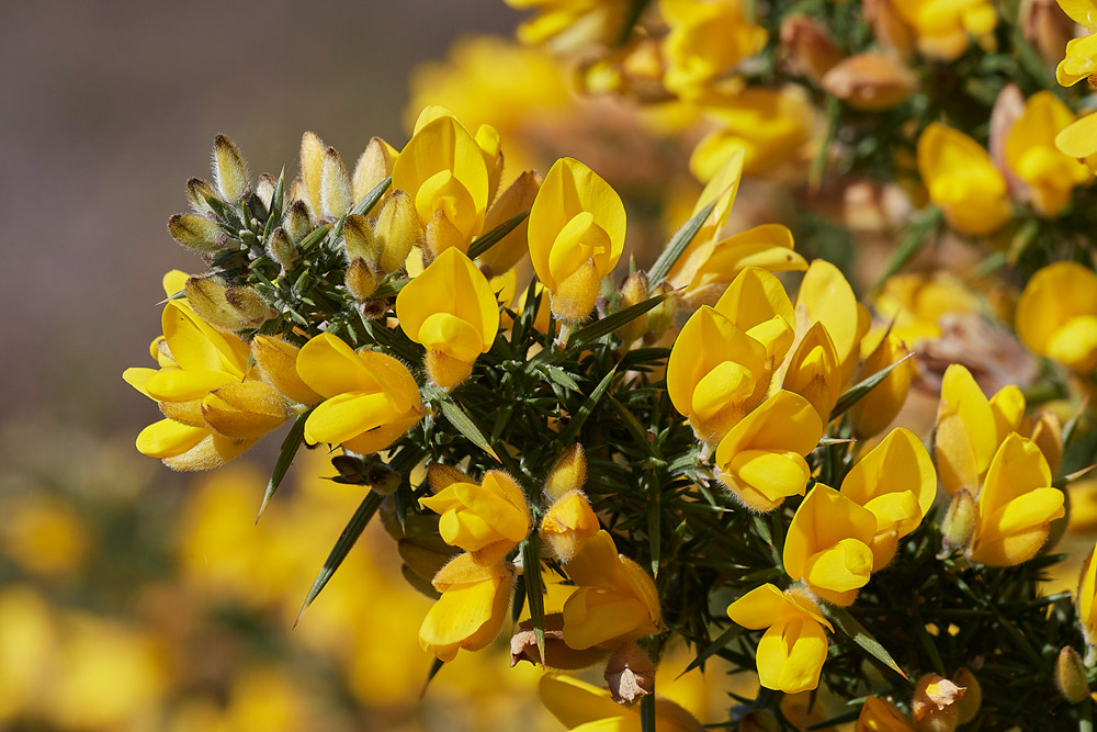 Gorse2503174