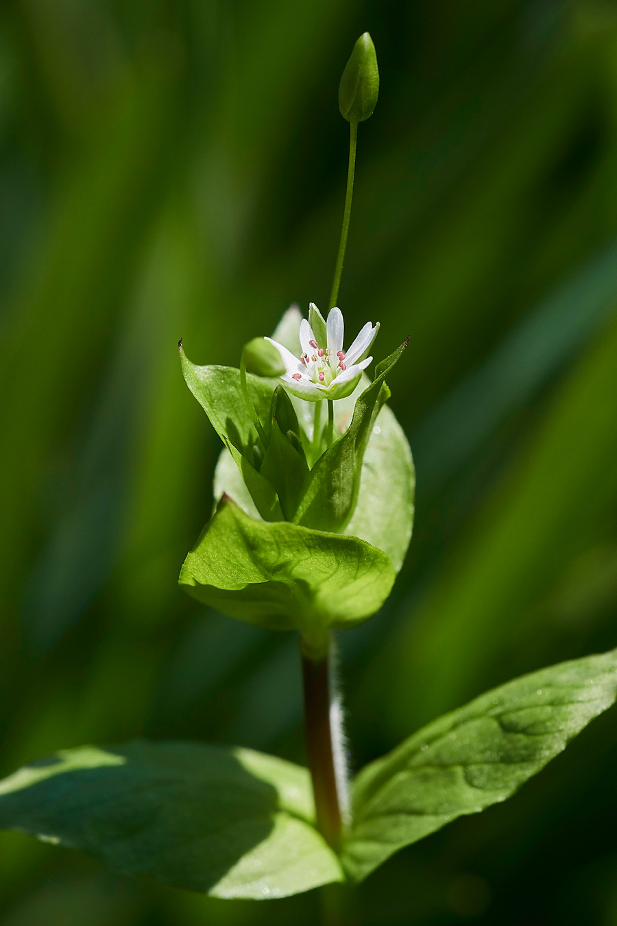 GreaterChickweed0904171