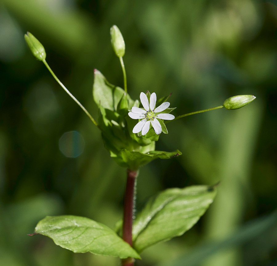 GreaterChickweed0904173