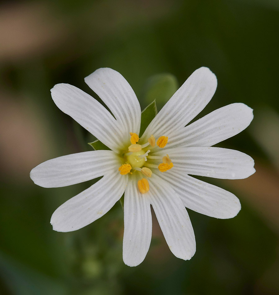 GreaterStitchwort1504171