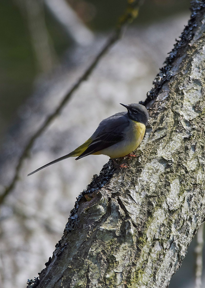 GreyWagtail2803171