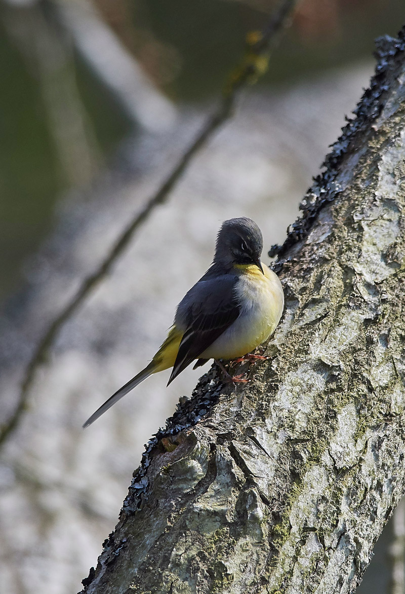 GreyWagtail2803172