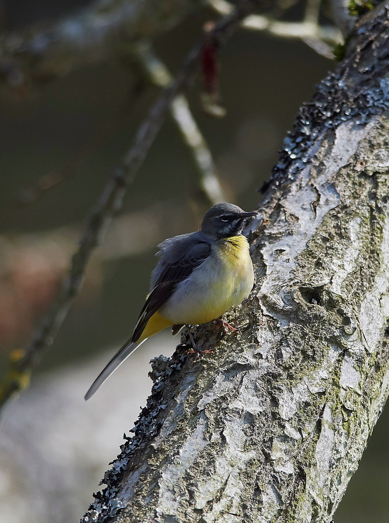 GreyWagtail2803174