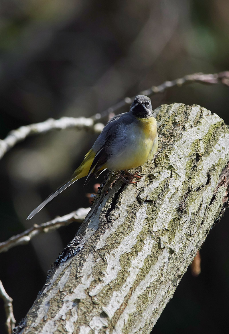 GreyWagtail2803175