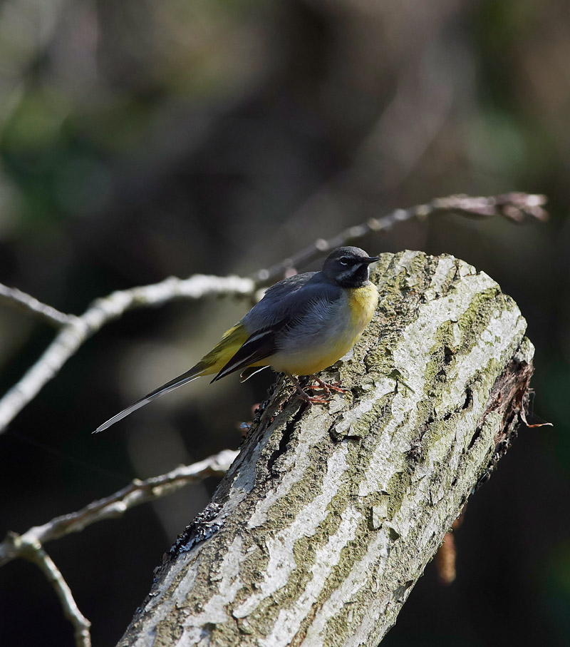 GreyWagtail2803176