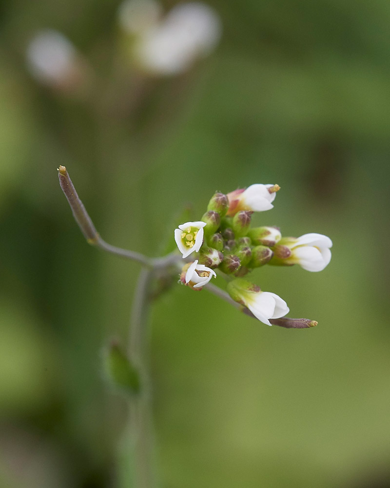 HairyRockCress3103171