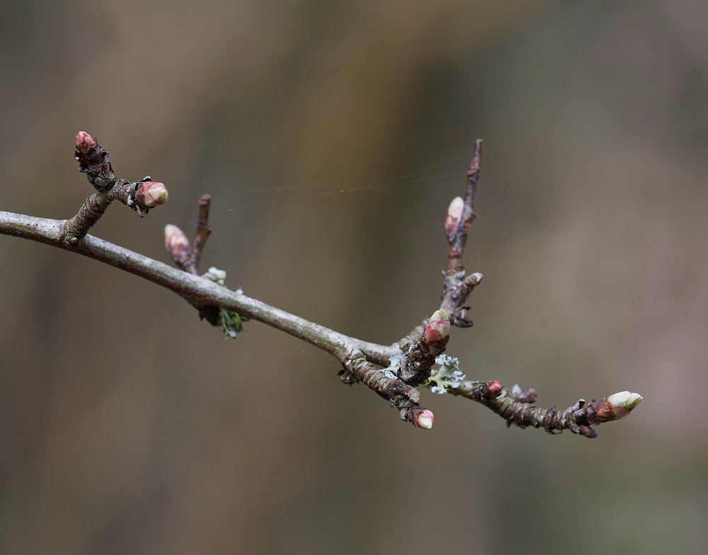 Hawthorn1403172