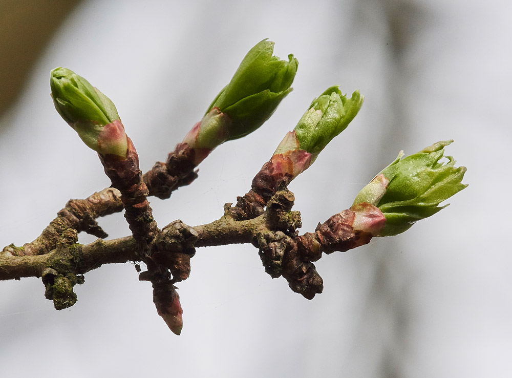 Hawthorn1403174