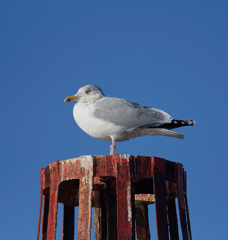 HerringGull2401171