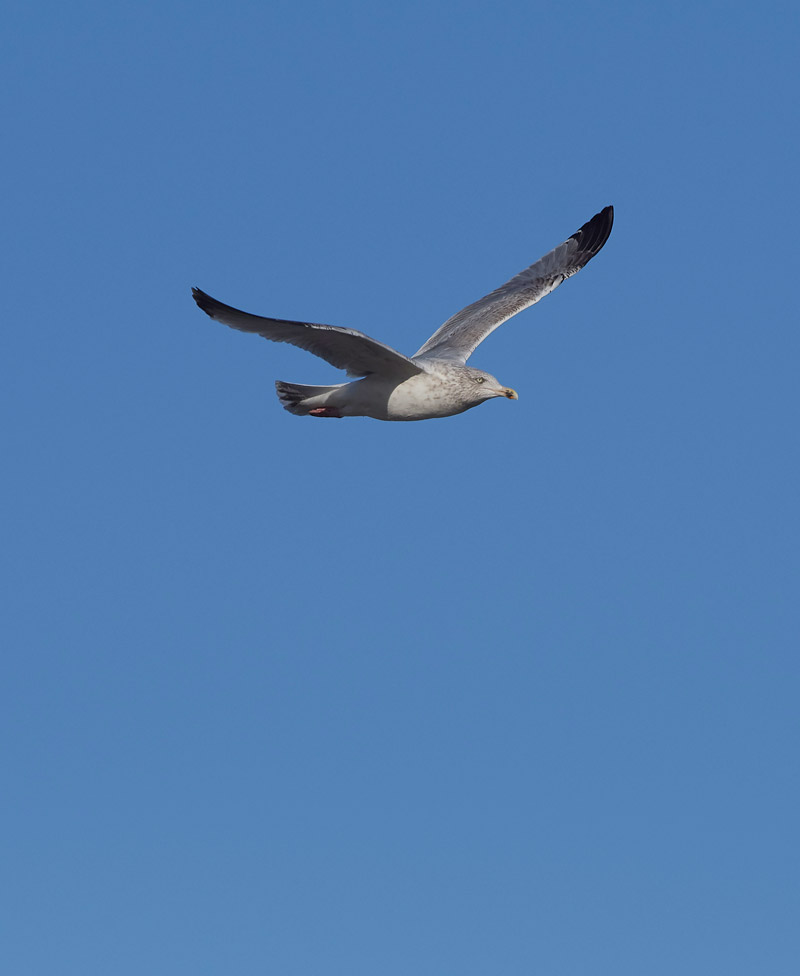 HerringGull2401172