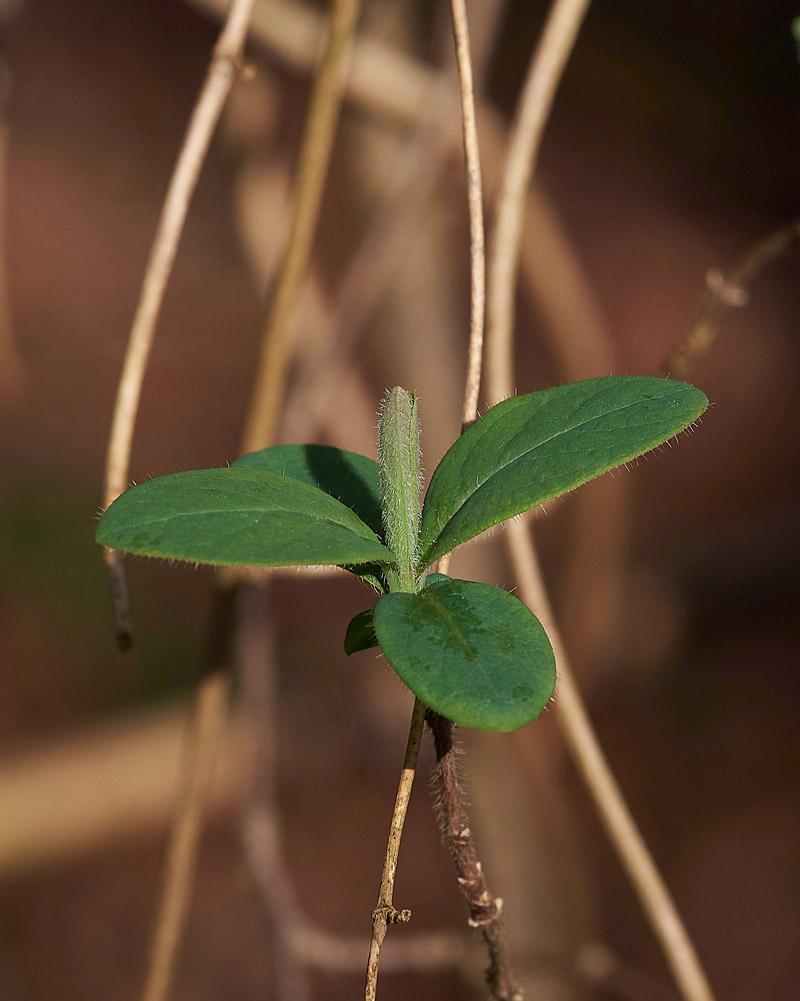 Honeysuckle1702171