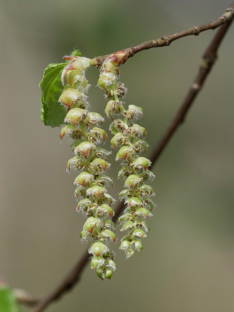 Hornbeam0604171