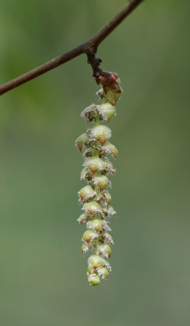 Hornbeam0604172