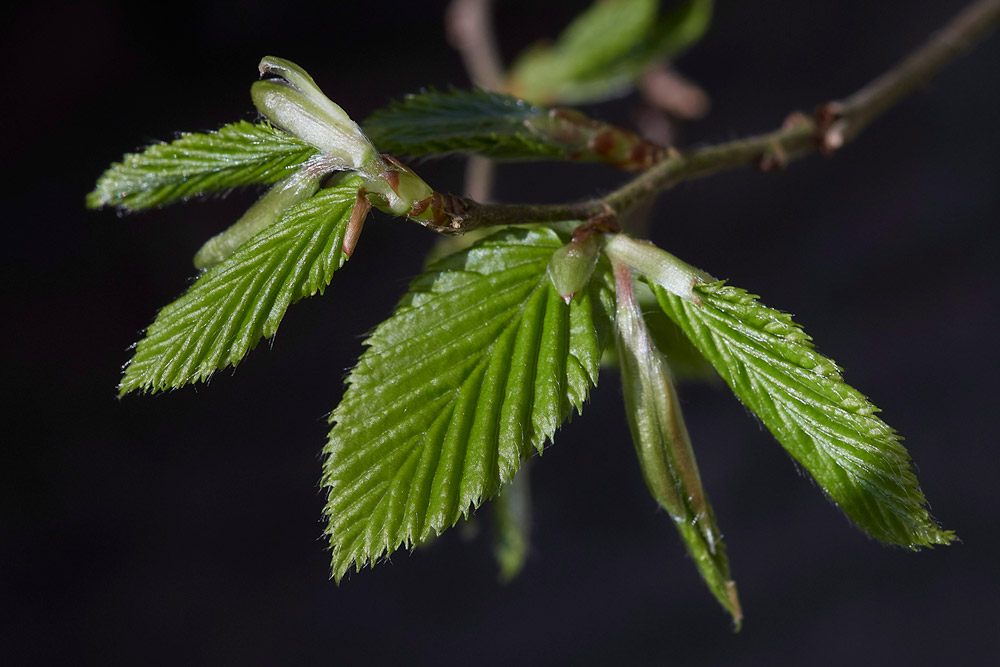 Hornbeam2403171