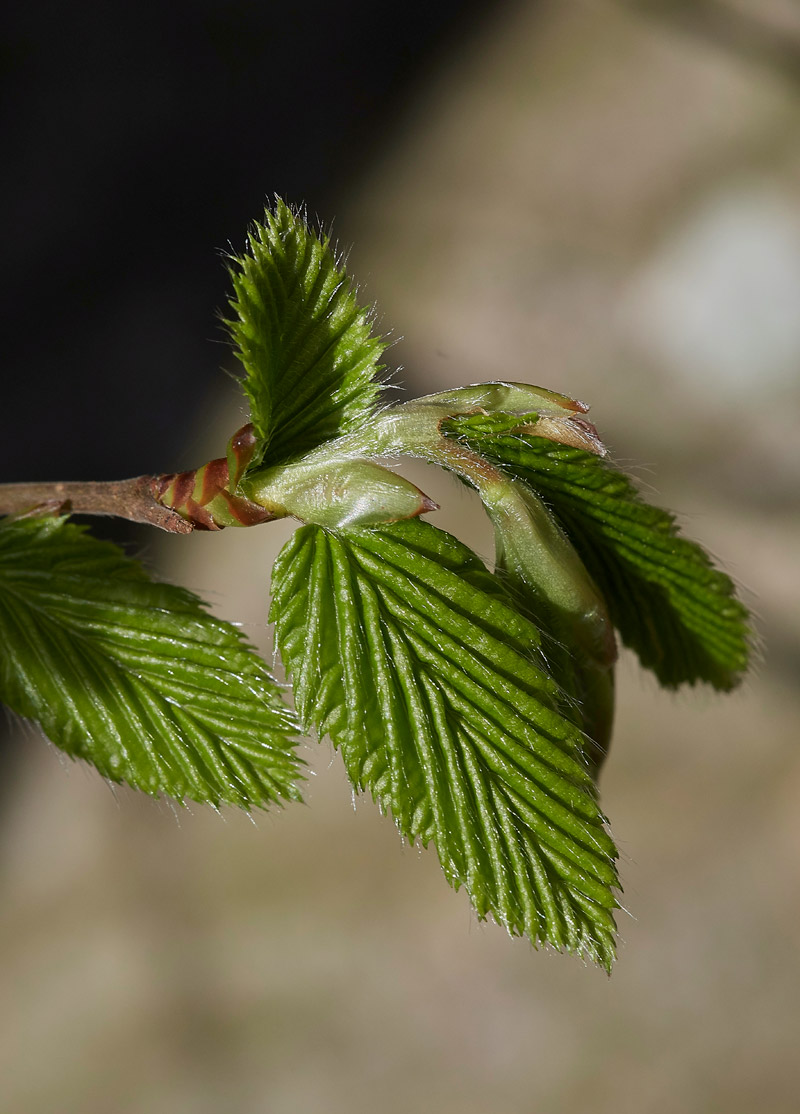 Hornbeam2403173