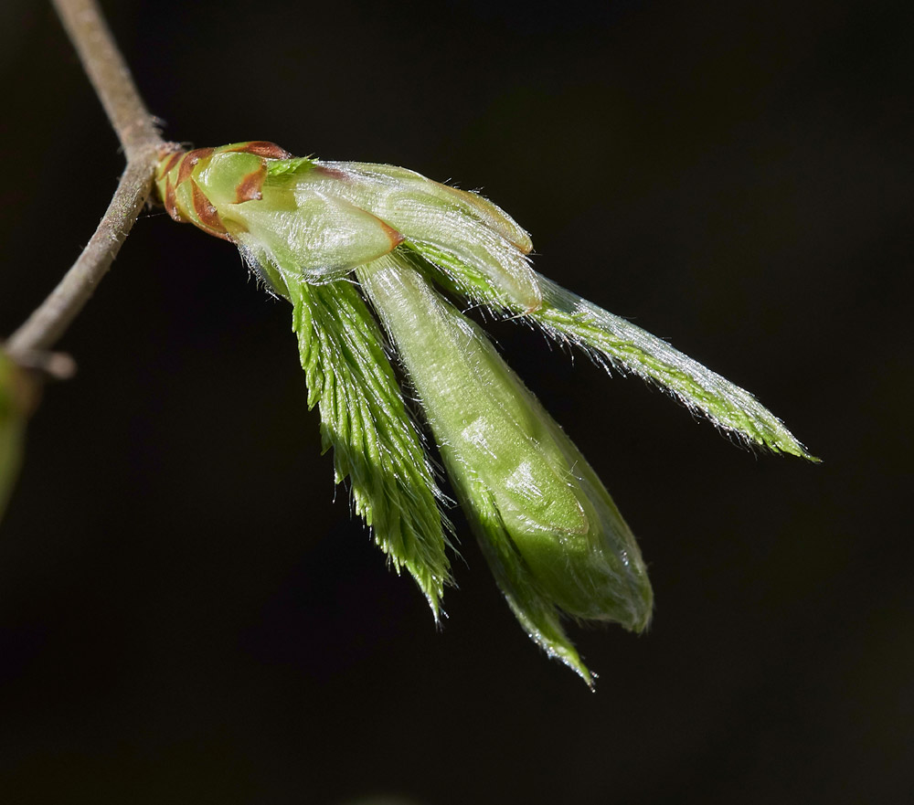 Hornbeam2403175