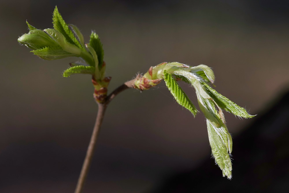 Hornbeam2403176