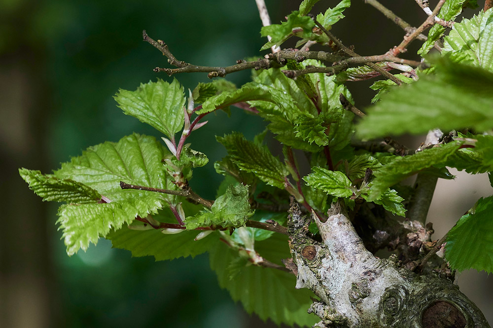 Hornbeam2604172