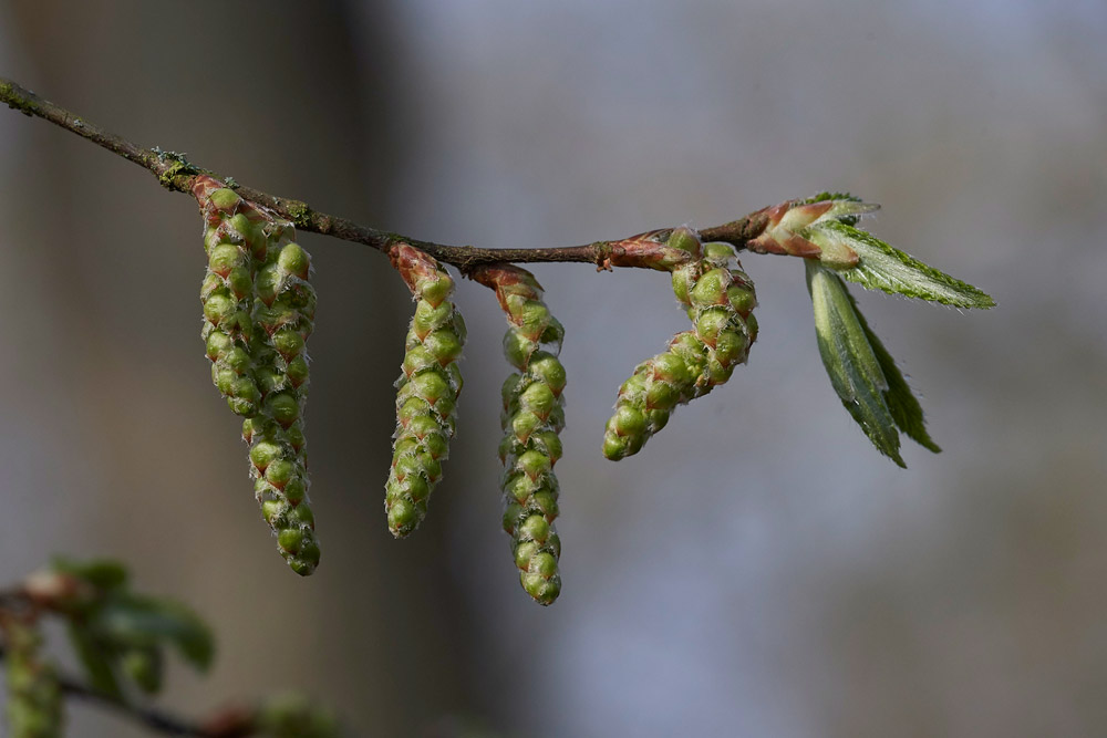 Hornbeam2803171