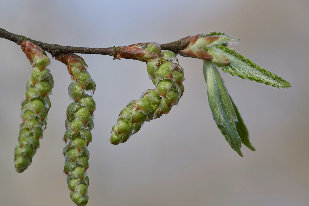 Hornbeam2803172