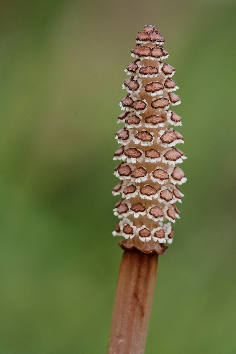 HorseTail1404174