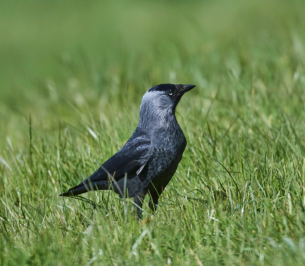 Jackdaw2504171