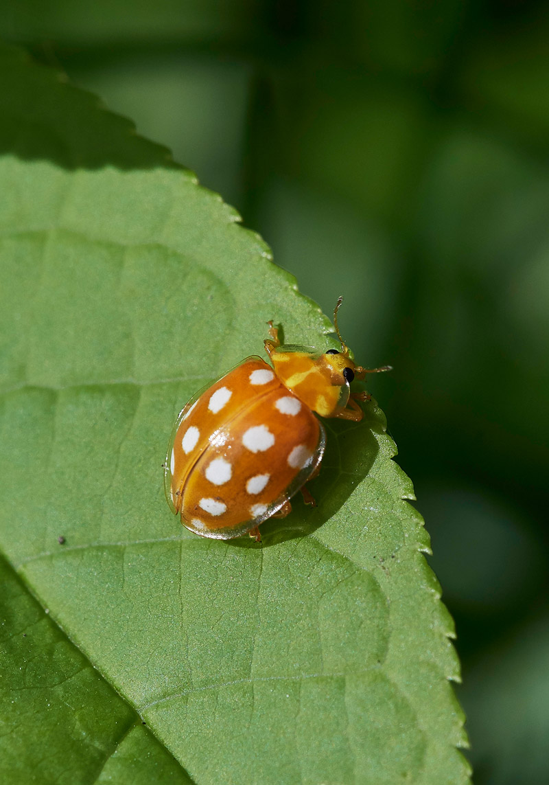 Ladybird0604171