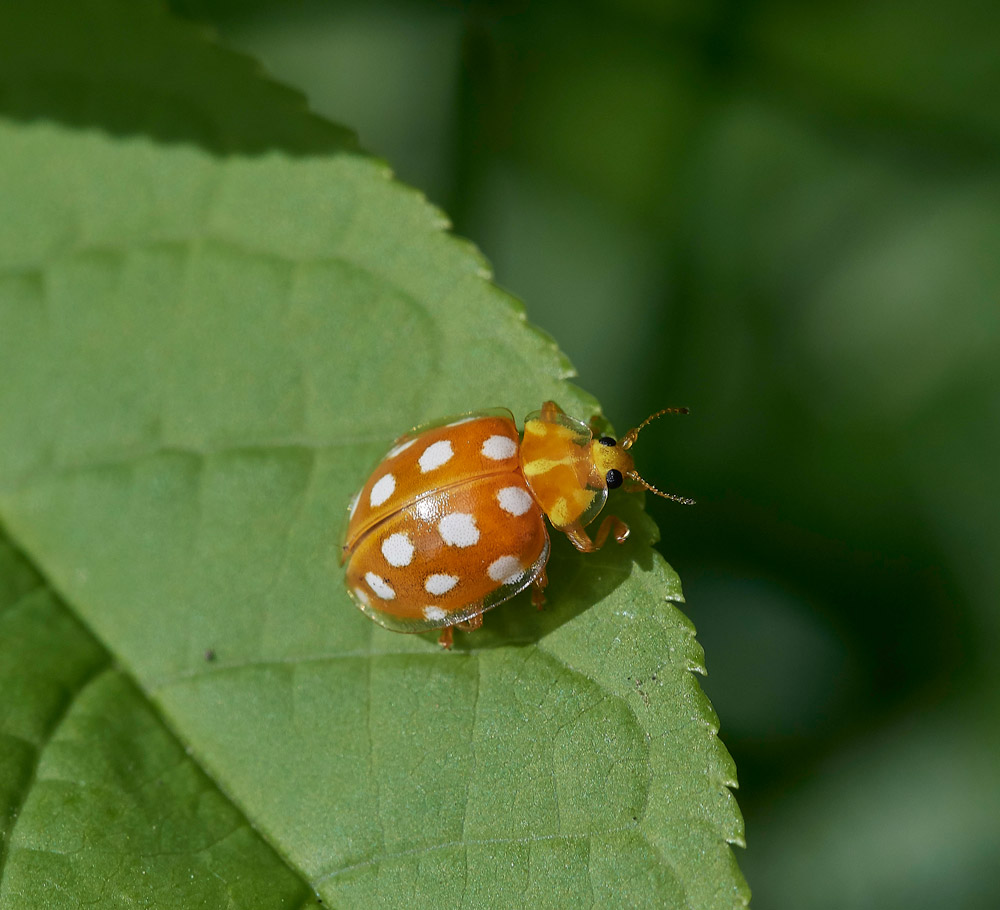 Ladybird0604172