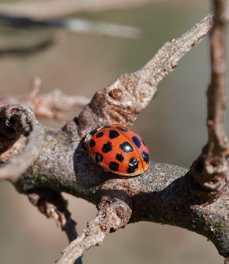 Ladybird2503171