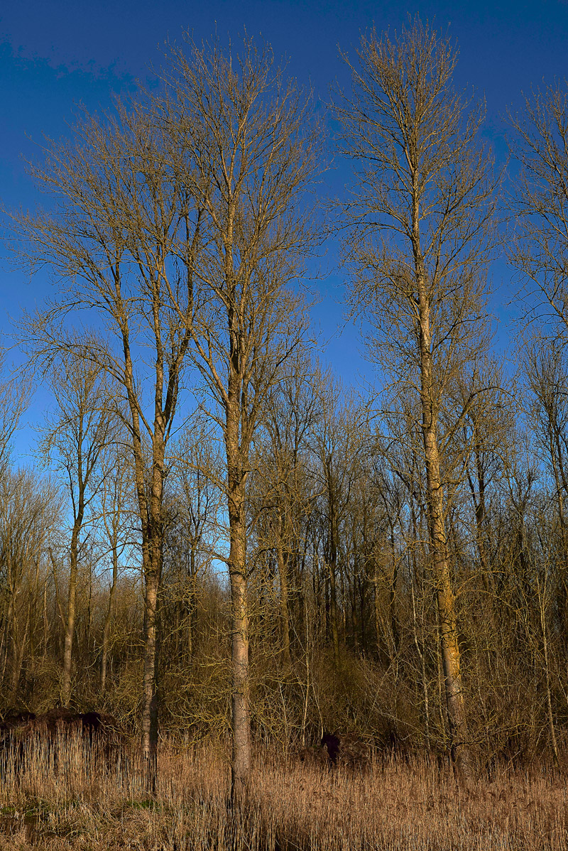 LakenheathFen1503178