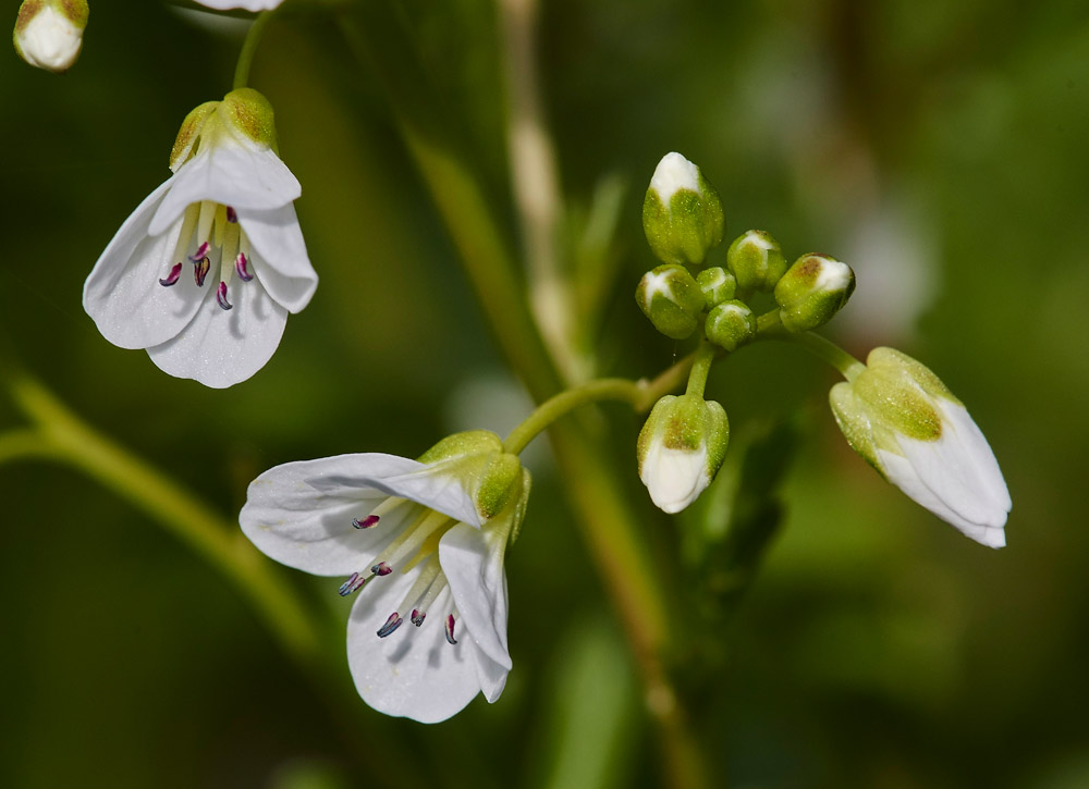 LargeBitterCress1904171