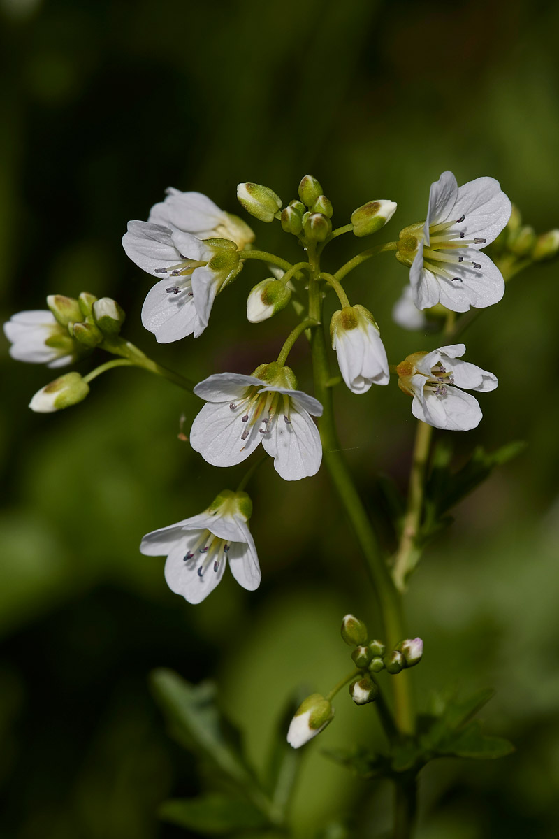 LargeBitterCress1904172