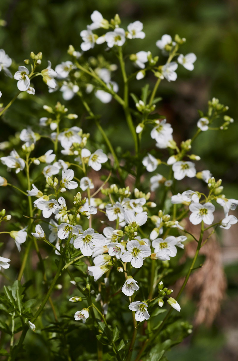 LargeBitterCress1904173