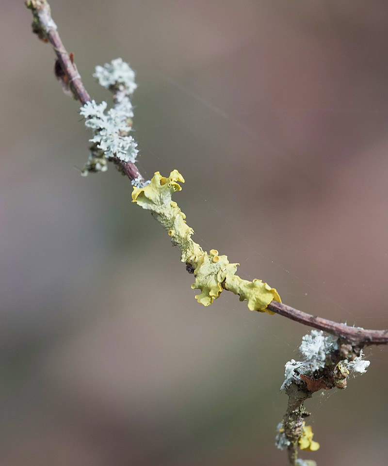 Lichen1403172