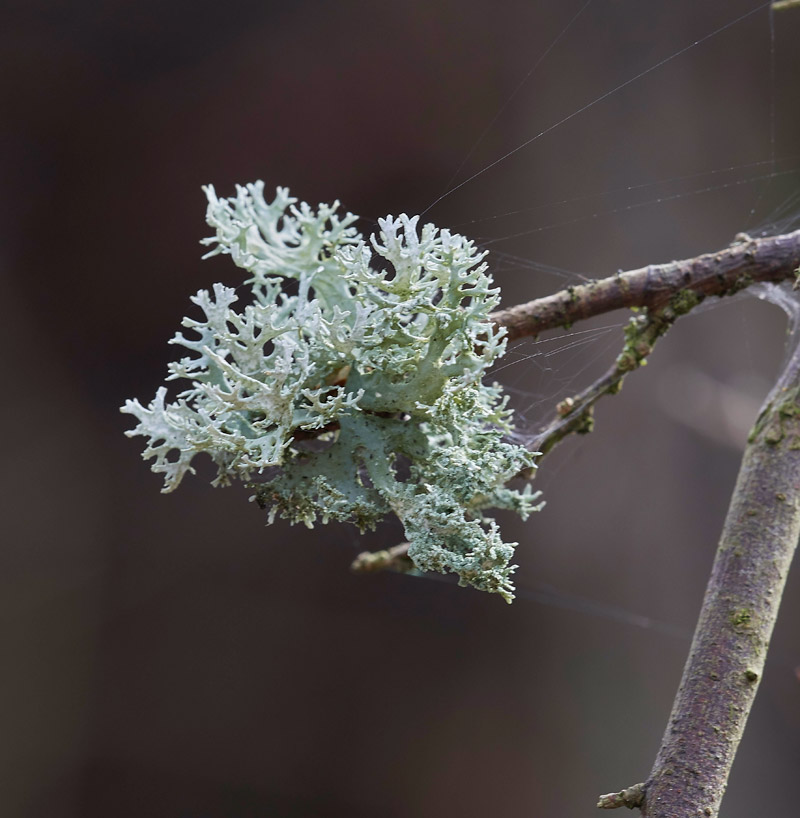 Lichen1403173